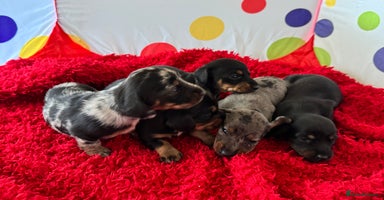 Miniature Dachshund dogs - Advert 4
