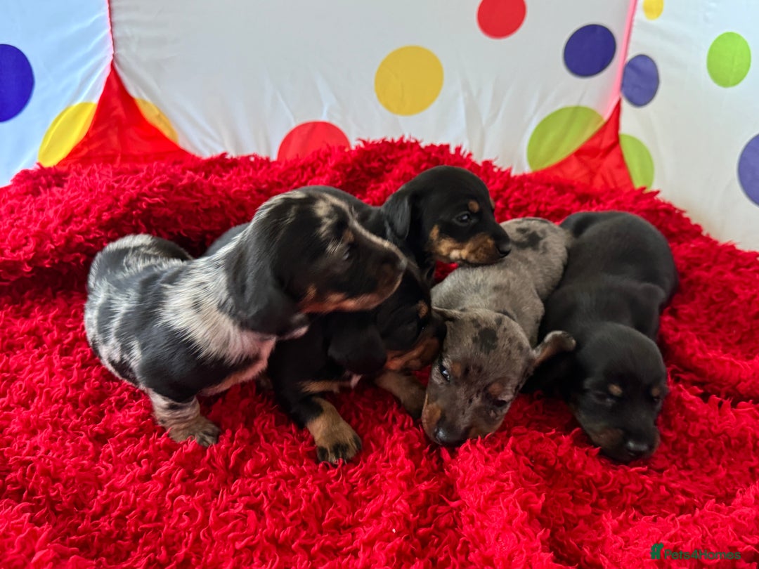 Miniature Dachshund dogs for sale: Mini dachshund puppies KC registered, DNA tested - Advert 16