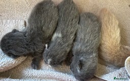 British Shorthair cats for sale: GCCF Reg British Shorthair Kittens - Image 4