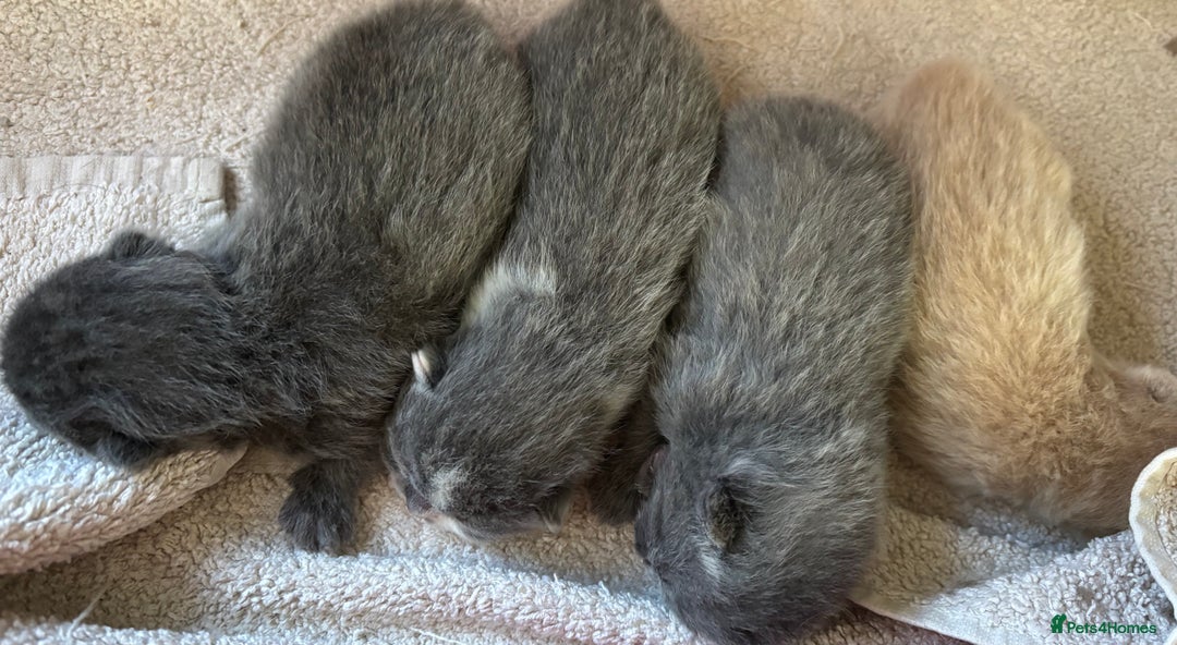British Shorthair cats for sale: GCCF Reg British Shorthair Kittens - Image 4