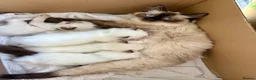 Ragdoll cats for sale: Beautiful ragdoll kittens  - Advert 1