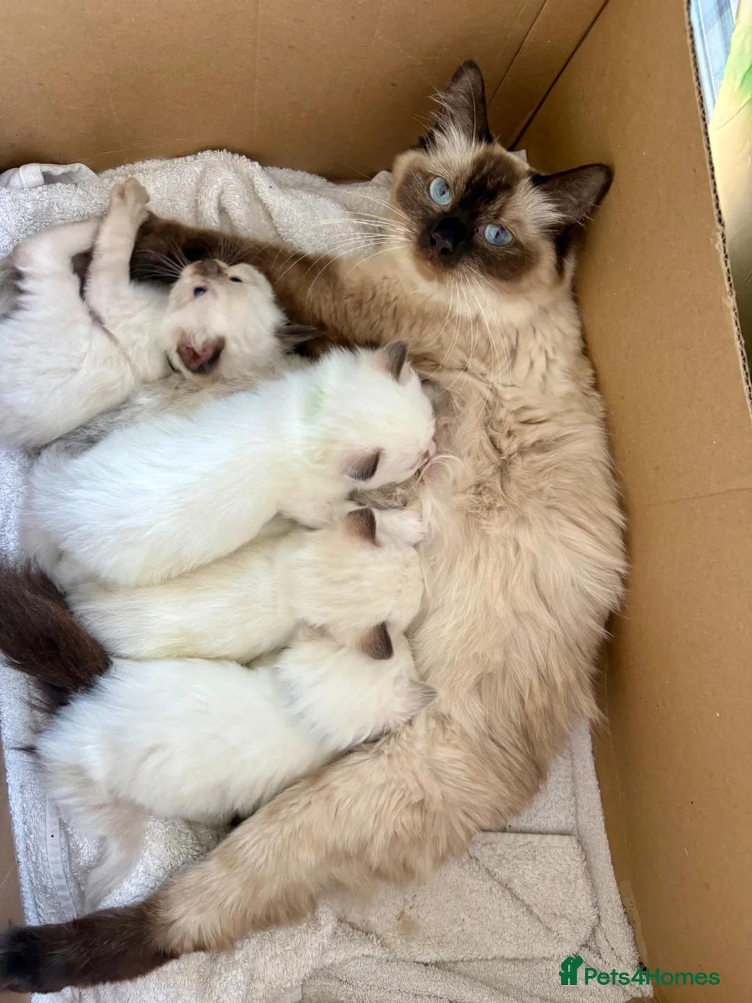 Ragdoll cats for sale: Beautiful ragdoll kittens  - Advert 1