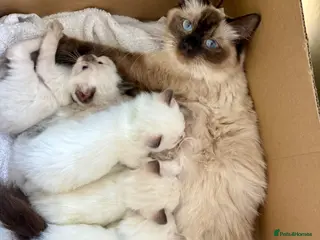 Ragdoll cats Beautiful ragdoll kittens - Advert 1