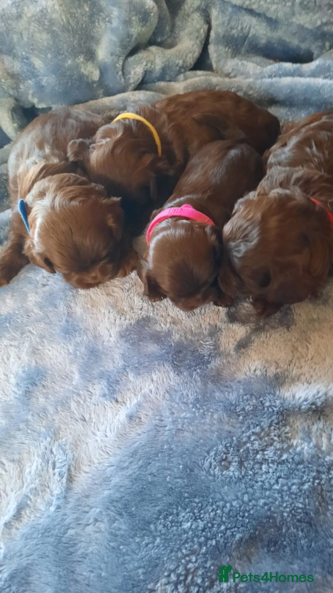 Shihpoo dogs for sale: Chocolate Toy Shipoo pups - Image 8
