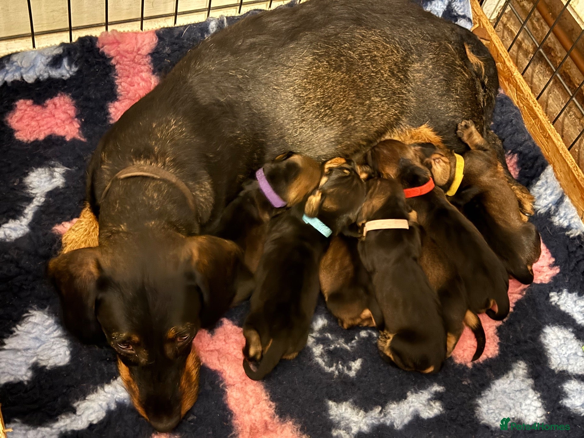 Dachshund dogs KC Registered Wire Haired Teckel Puppies - Advert 1