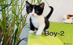 Mixed Breed cats for sale: Beautiful ,clever ,healthy village Kittens - Image 18