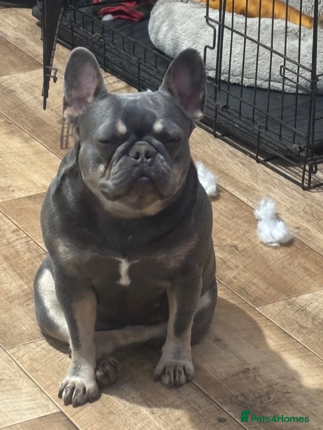 French Bulldog dogs for sale: French bulldog Princess - Advert 2