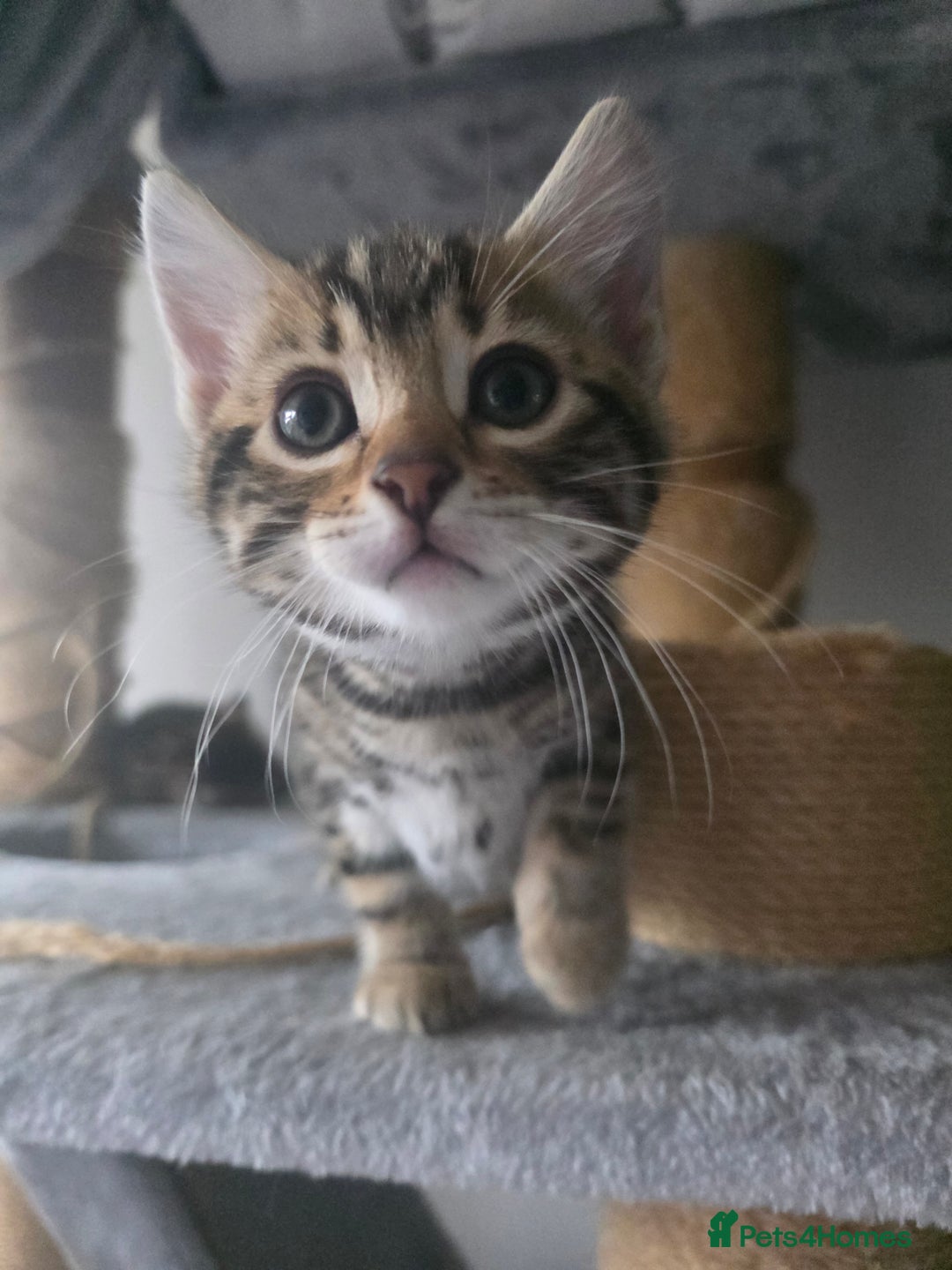 Bengal cats for sale: Beautiful bengal cross kittens - Advert 7