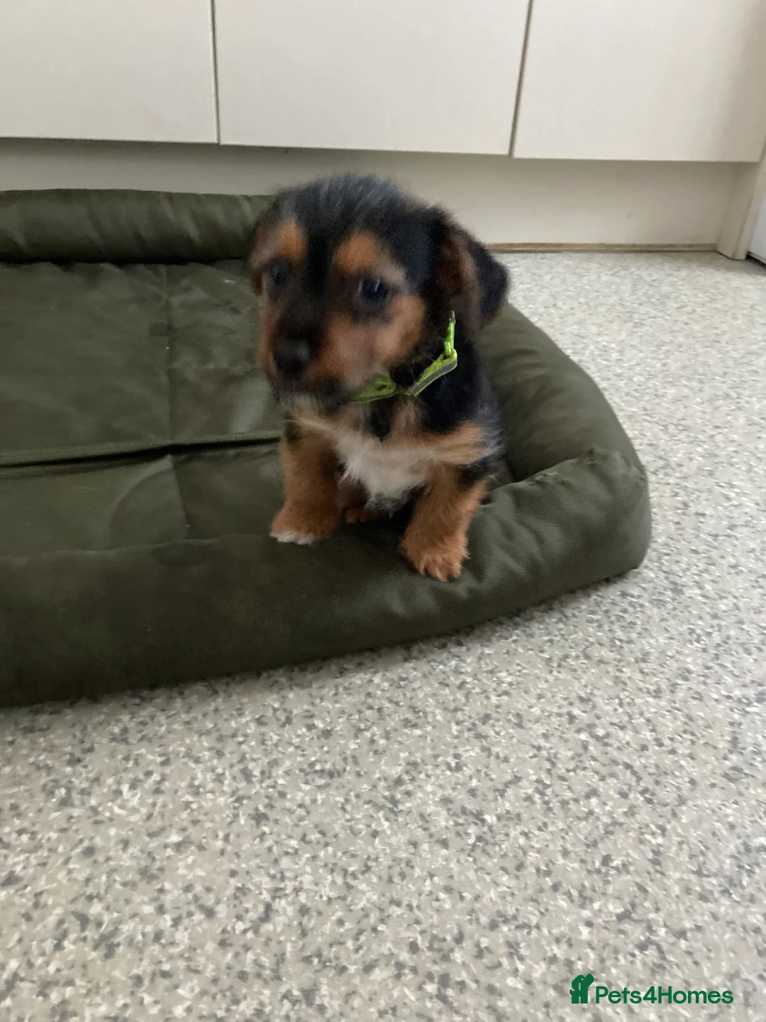 Jack Russell dogs for sale: Jack Russell  - Advert 7