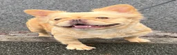 French Bulldog dogs for sale: 💥 READY SOON 💥 7 fluffy frenchies  - Advert 29