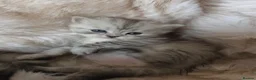 Persian cats for sale: Persian kittens  in Worksop - Advert 11