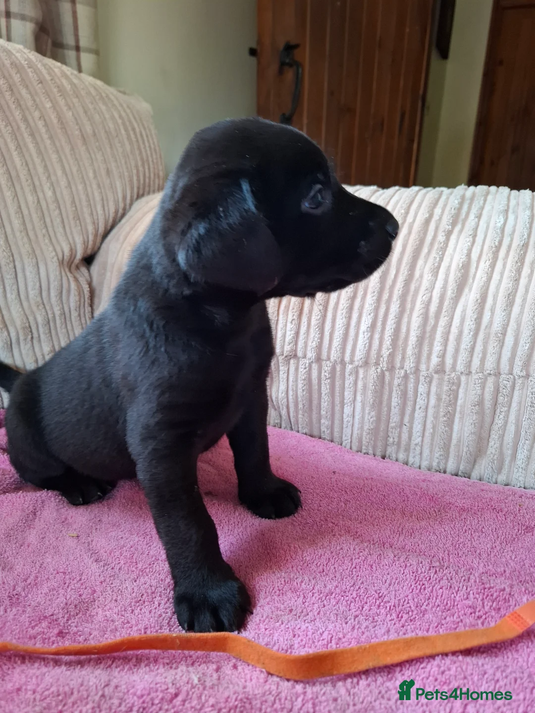 Labrador Retriever dogs for sale: LABRADOR PUPPIES FOR SALE  - Advert 4