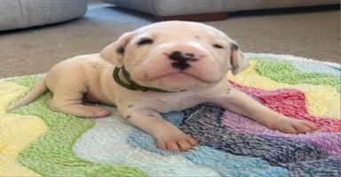 Dalmatian dogs - Advert 3