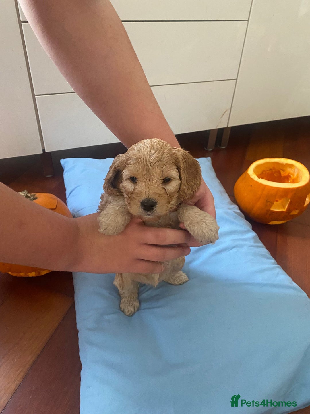 Cockapoo Puppies for sale in Hemel Hempstead, Hertfordshire