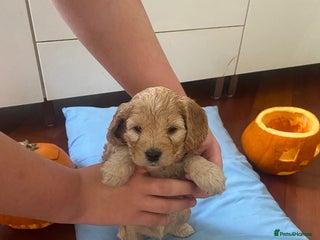 Cockapoo dogs - Advert 19