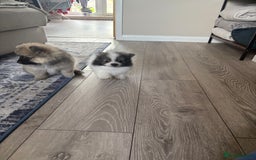 Pomeranian dogs for sale: Pomeranian puppies - Image 13