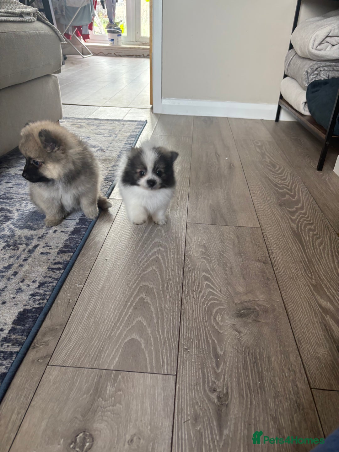 Pomeranian dogs for sale: Pomeranian puppies - Image 13