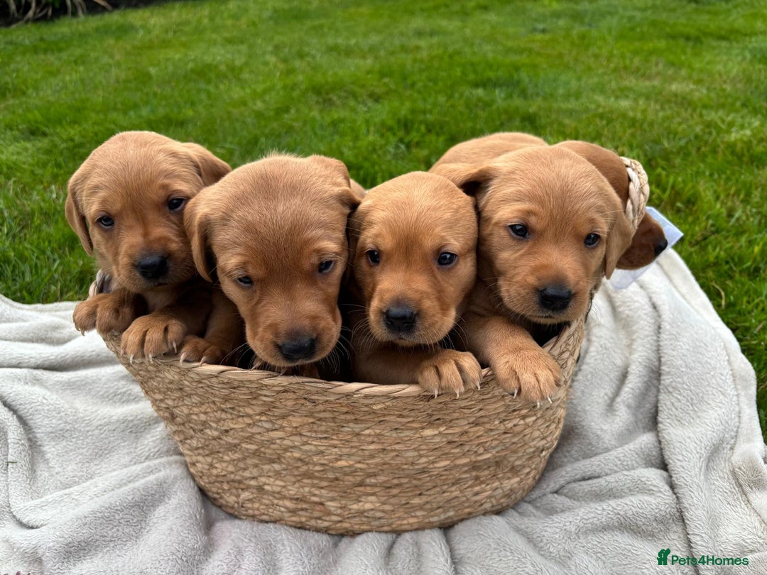 Labrador Retriever dogs for sale: Stunning, KC registered, Fox Red Labrador puppies. - Image 3