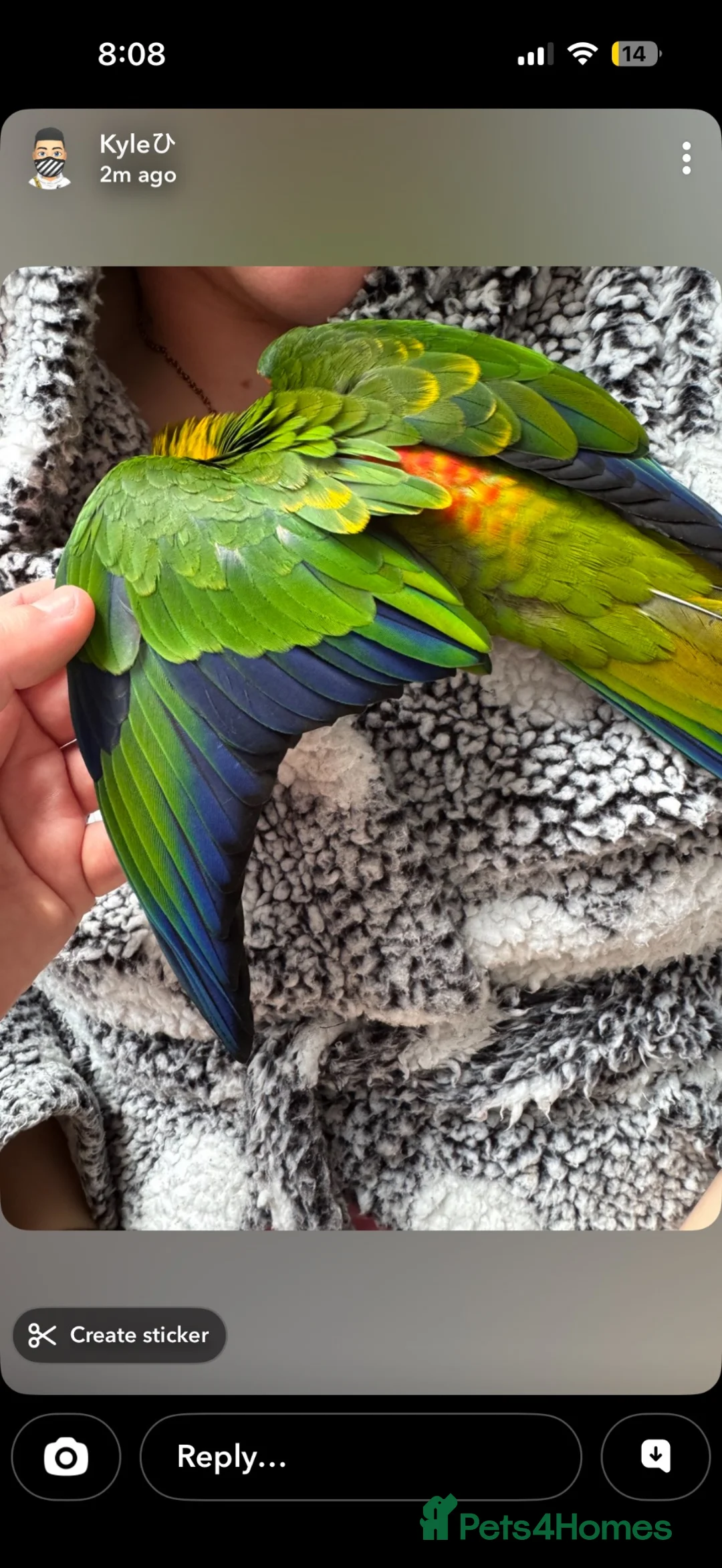 Conures birds for sale: Hand Tame Jenday Conure, Hand Reared - Advert 2