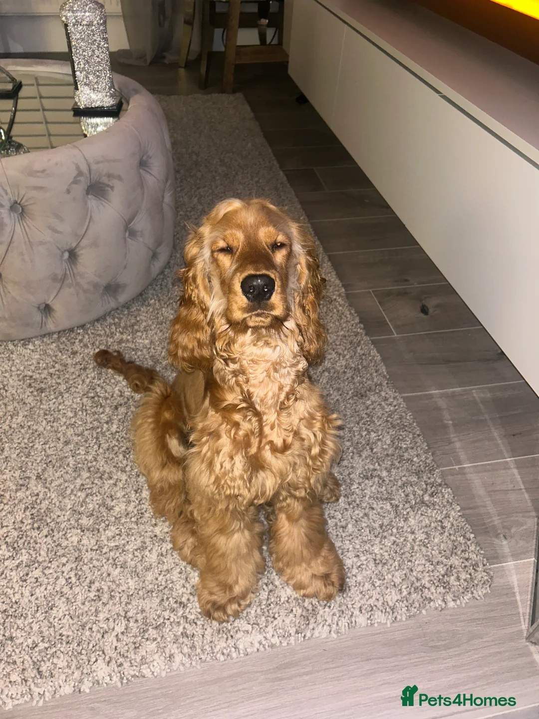 Cocker Spaniel dogs for sale: 🩷 6 Month Show Type Cocker Spaniel 🩷 - Advert 10