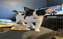 Mixed Breed cats for sale: Adorable kittens  - Image 2