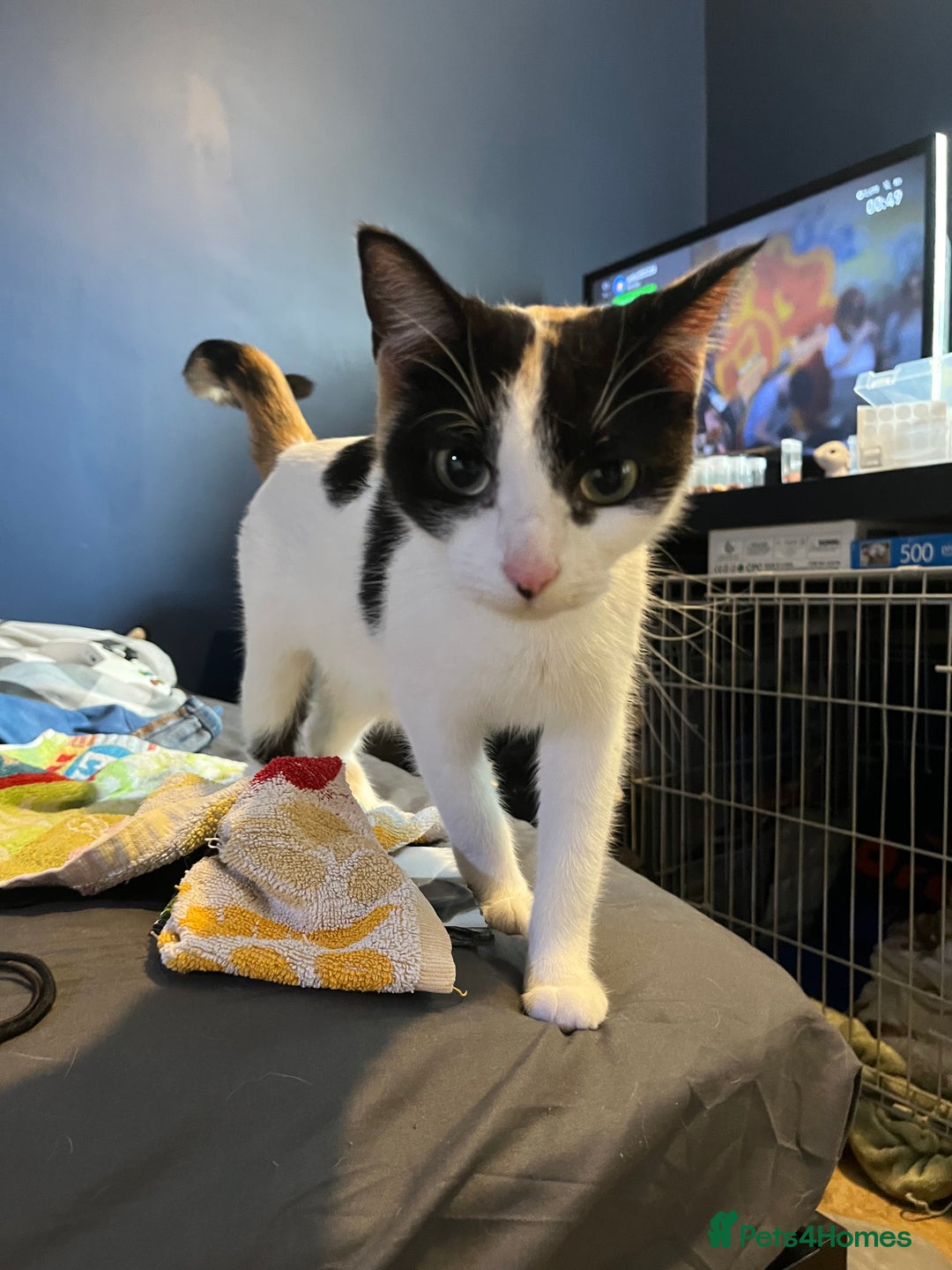 Mixed Breed cats for sale: Adorable kittens  - Image 2