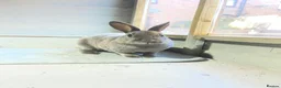 Rex rabbits for sale: Bunny for sale  in Ripon - Advert 2