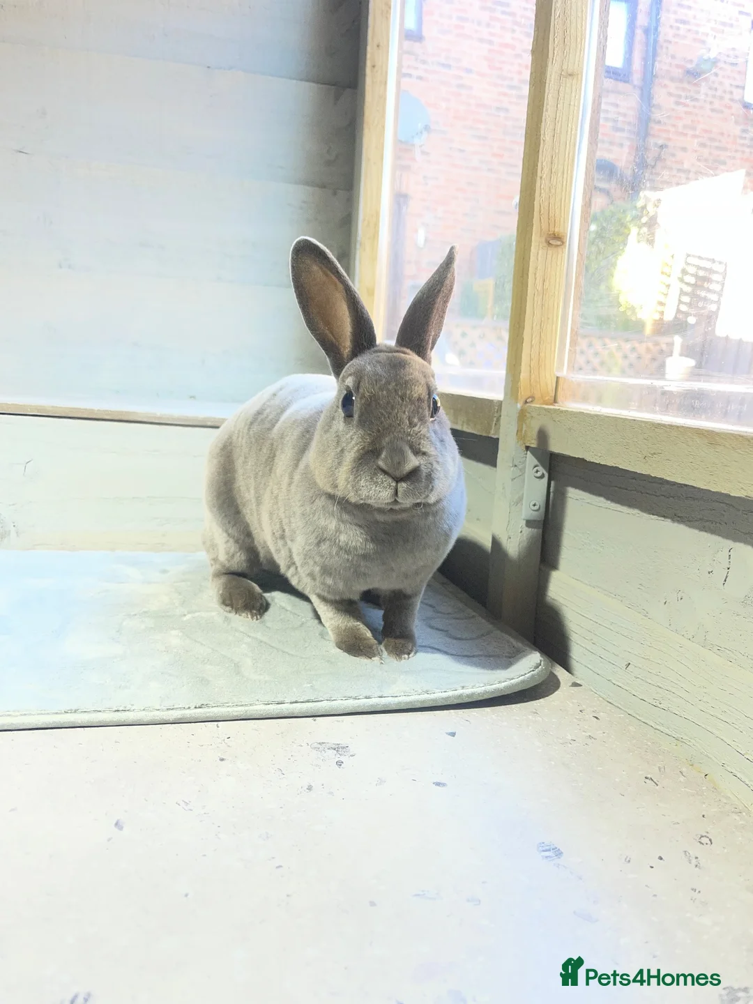 Rex rabbits for sale: Bunny for sale  in Ripon - Advert 2