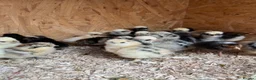 Mixed Breed poultry for sale: Chicks,Brahma, silkie, cross, polish  - Advert 9