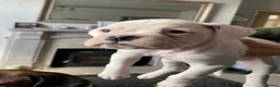Boxer dogs for sale: Beautiful litter of boxer Babies  - Advert 19