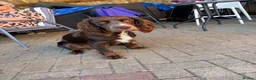 Mixed Breed dogs for sale: Maggie clumber cross sprocker spaniel - Advert 6