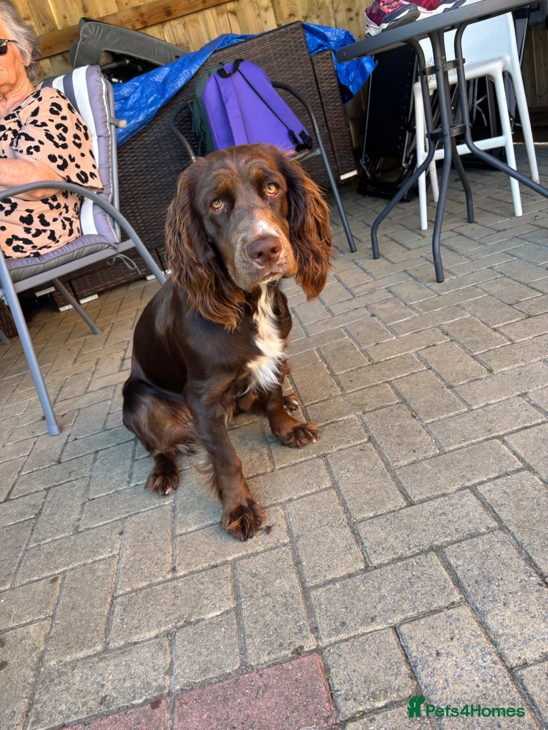 Mixed Breed dogs for sale: Maggie clumber cross sprocker spaniel - Advert 6