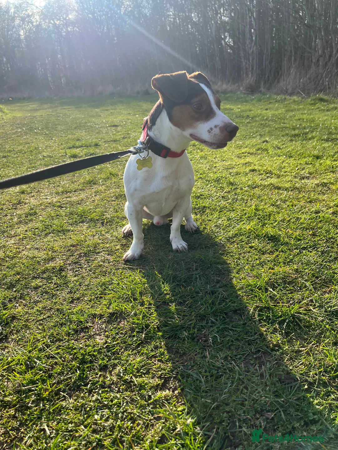 Jack Russell dogs for stud: Bruno for stud  - Advert 2