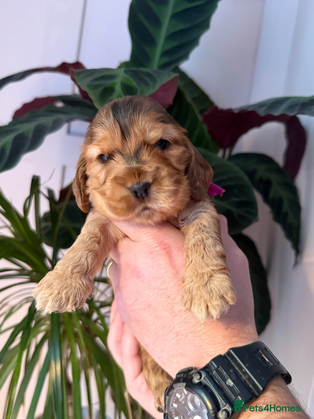 Cocker Spaniel dogs for sale: Villaspaniol lines KC show type cocker spaniels  - Advert 12
