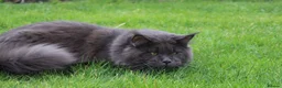 Maine Coon cats for stud: Maximus Majestic Maine Coon Stud  - Advert 7