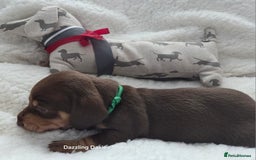 Miniature Dachshund dogs for sale: Shorthaired Minature Daschunds  - Image 30