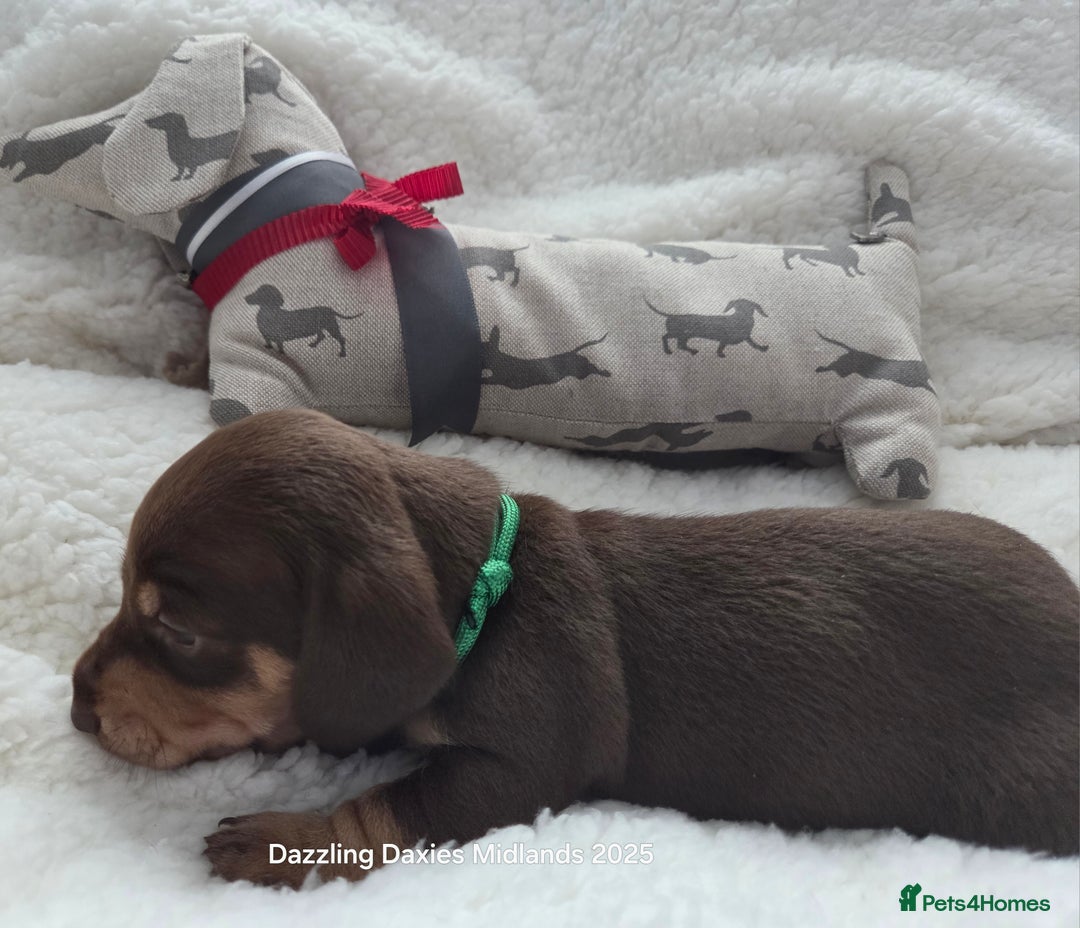 Miniature Dachshund dogs for sale: Shorthaired Minature Daschunds  - Image 30