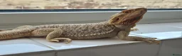 Bearded Dragon reptiles for sale: Bearded dragon and viv set up in Hull - Advert 5
