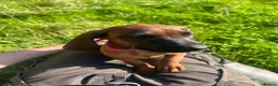 Bavarian Mountain Hound dogs for sale: Bavarian mountain hound pups - Advert 16