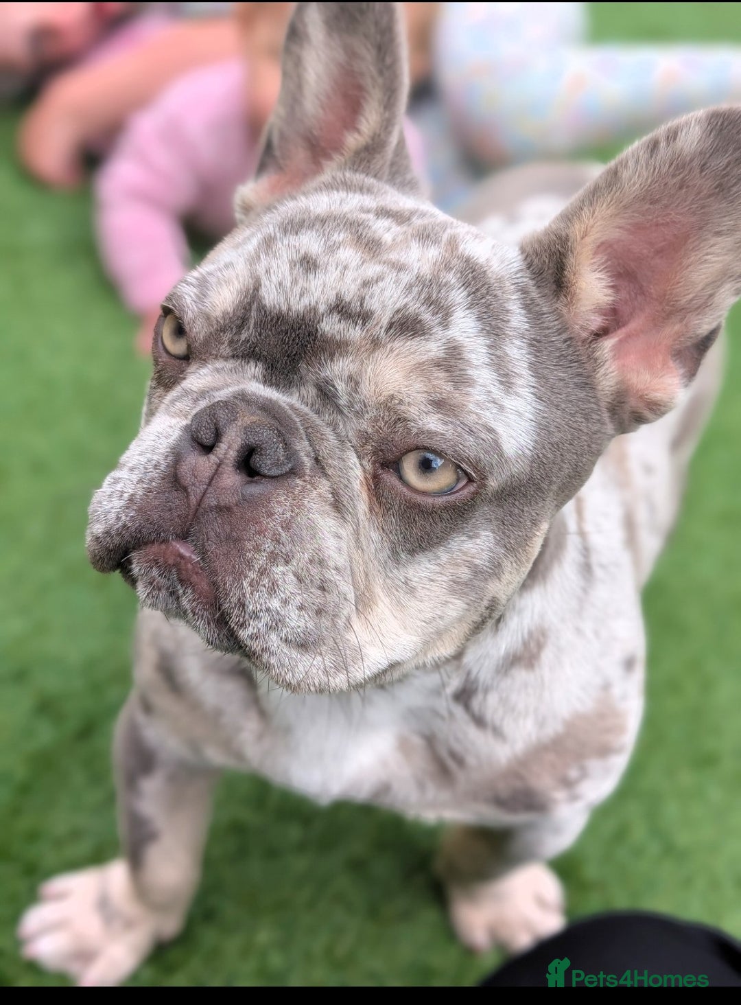 French Bulldog dogs for sale: Beautiful 11 month old merle French Bulldog  - Advert 2