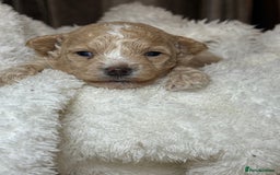 Maltipoo dogs for sale: F1 Maltipoo Boy  - Image 6
