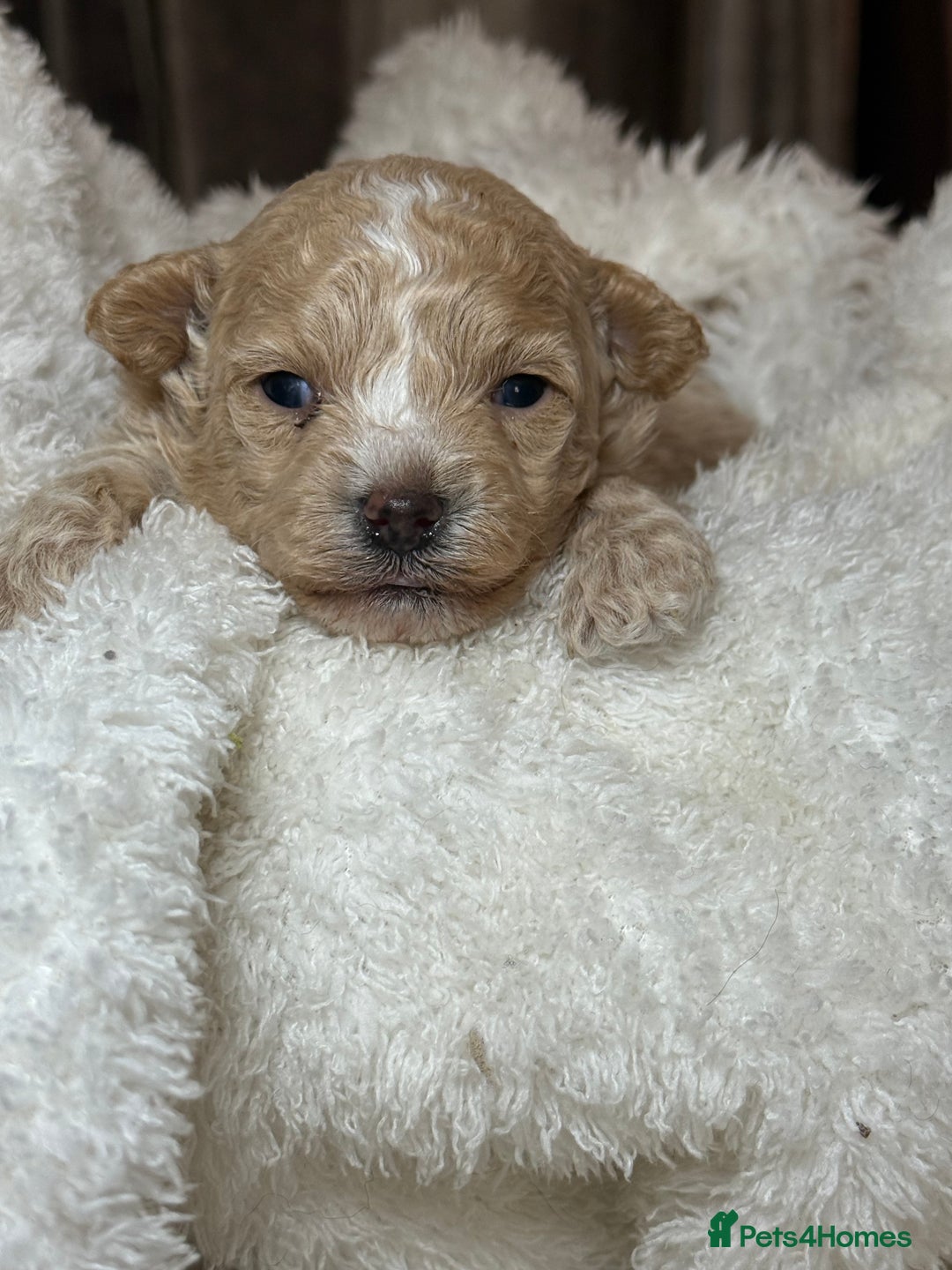 Maltipoo dogs for sale: F1 Maltipoo Boy  - Image 6
