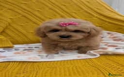 Maltipoo dogs for sale: Stunning Maltipoo Puppies  - Image 2