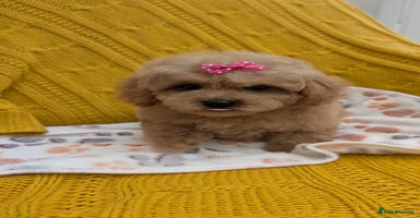 Maltipoo dogs - Advert 1
