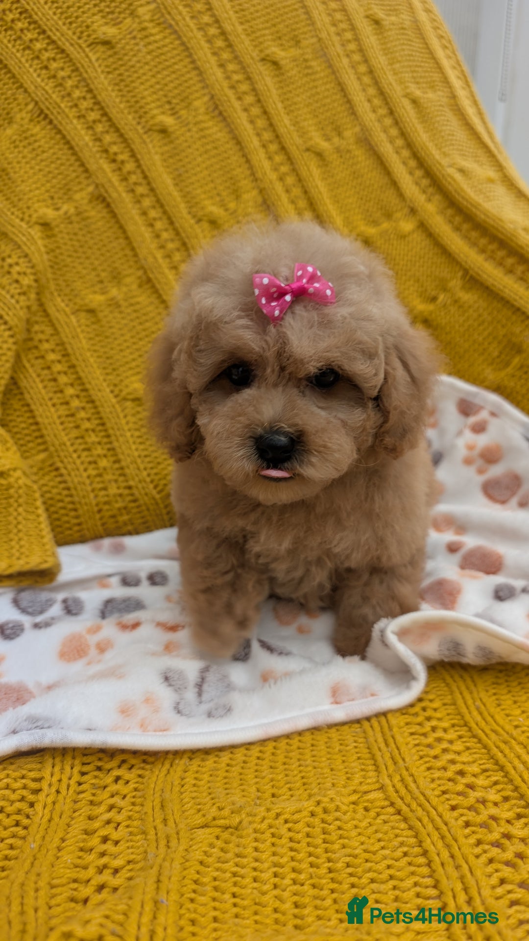 Maltipoo dogs for sale: Stunning Maltipoo Puppies  - Image 2