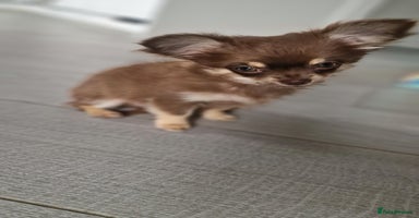 Chihuahua dogs - Advert 9