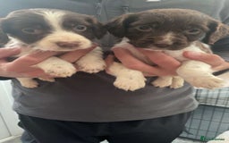 English Springer Spaniel dogs for sale: English springer spaniel puppies  - Image 3