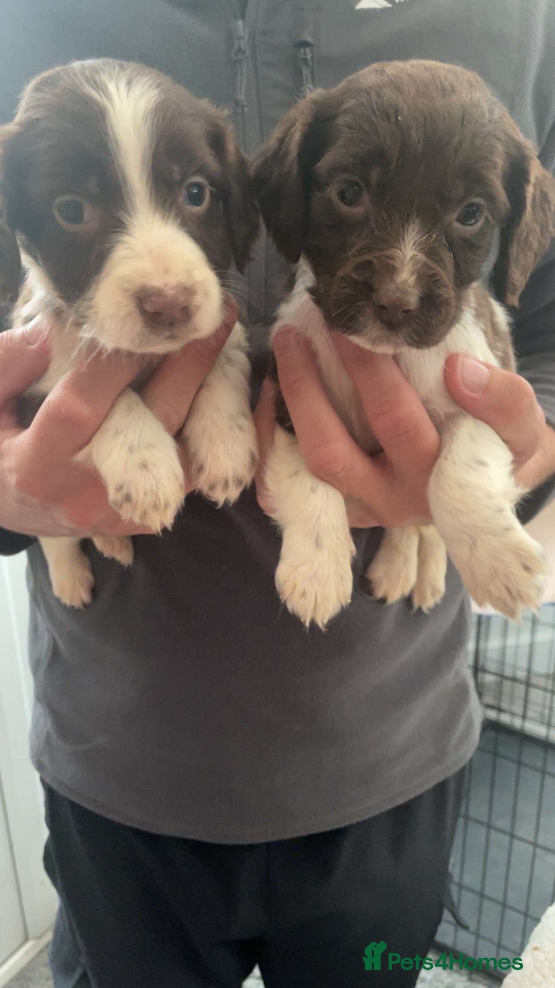 English Springer Spaniel dogs for sale: English springer spaniel puppies  - Image 3