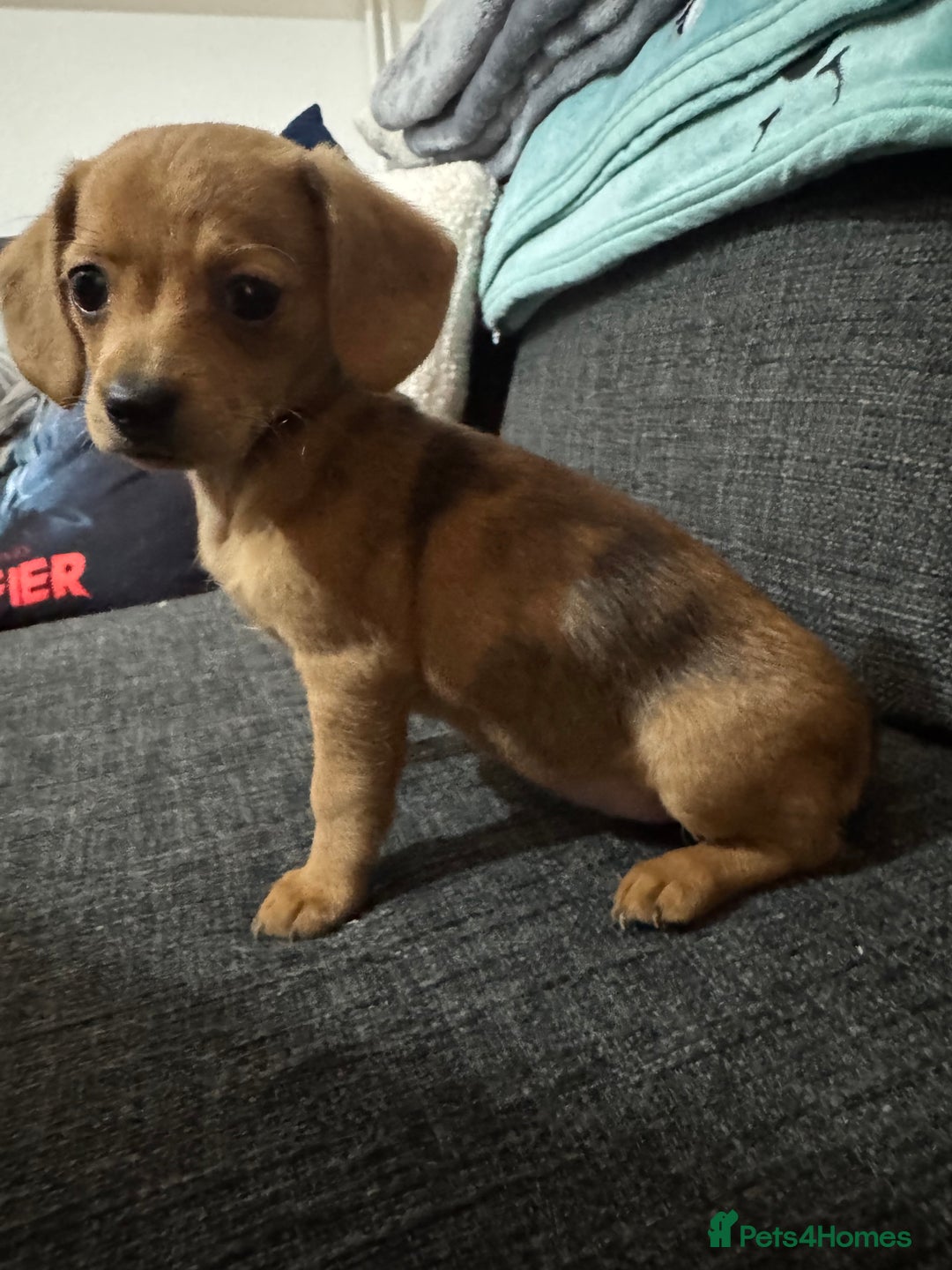 Dachshund dogs for sale: 5 beautiful dachshund 1 girl 4 boys - Advert 2