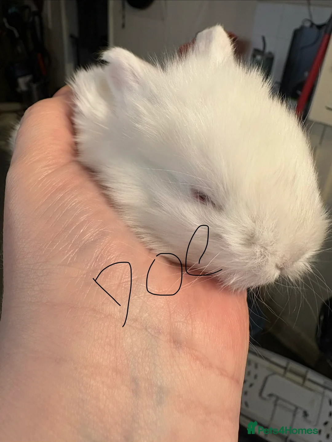 French Lop rabbits for sale: French lops - Advert 1